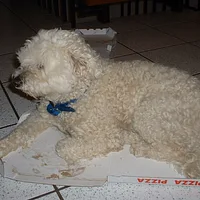 Puli, picture 8 of 9
