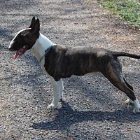 Miniature Bull Terrier, picture 3 of 9