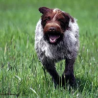Wirehaired Pointing Griffon, picture 4 of 7