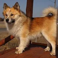 Icelandic Sheepdog, picture 2 of 5