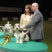 Petit Basset Griffon Vendéen