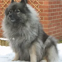 Keeshond, picture 2 of 10