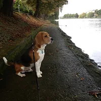 Transylvanian Hound, picture 7 of 8