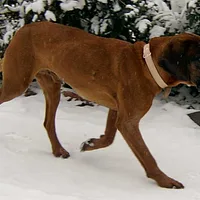 Bavarian Mountain Scent Hound, picture 6 of 9