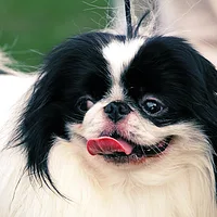 Japanese Chin, picture 5 of 7