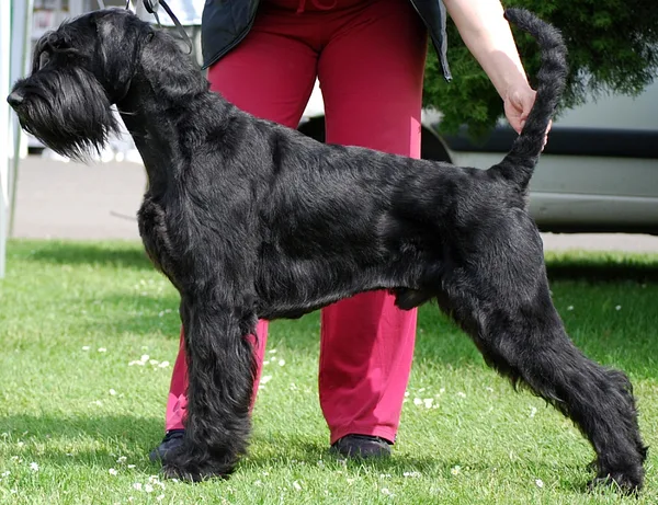 Giant Schnauzer