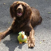 German Longhaired Pointer