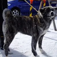 Akita