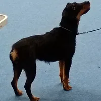 Jagdterrier, picture 10 of 10