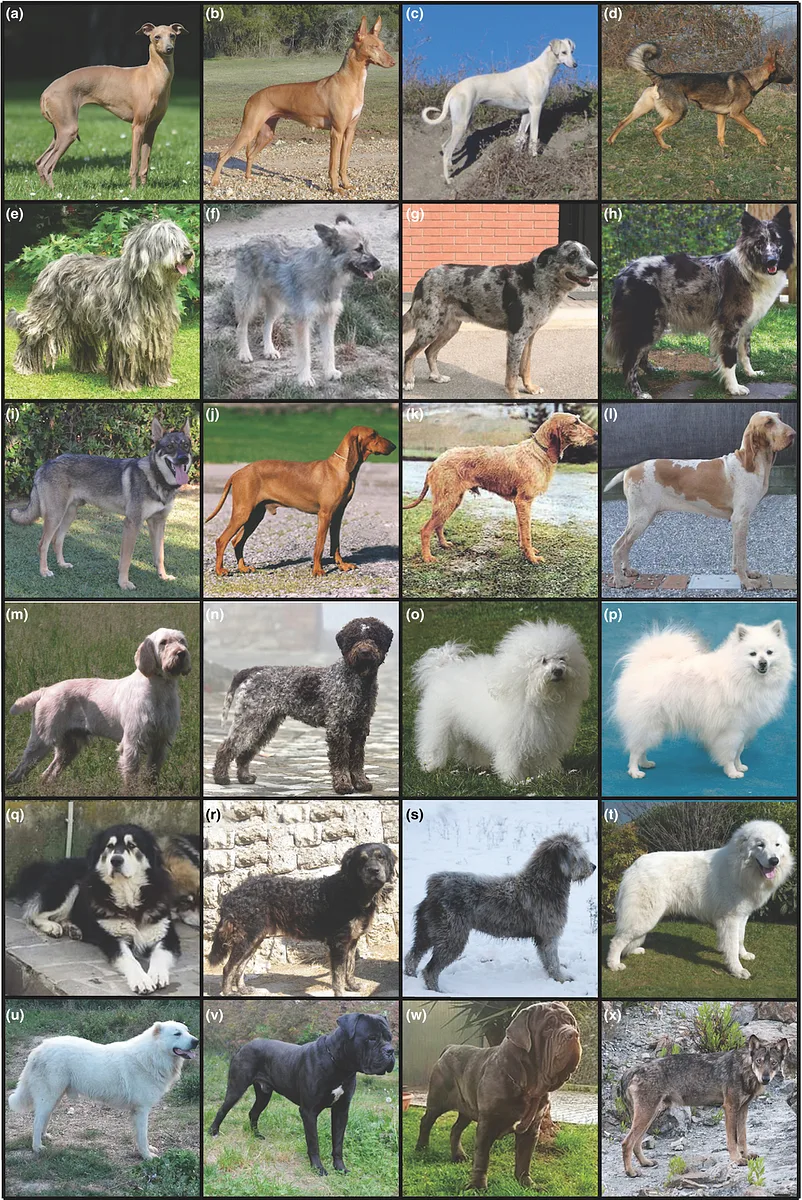 Bergamasco Sheepdog