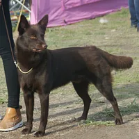 Working Kelpie, picture 3 of 5