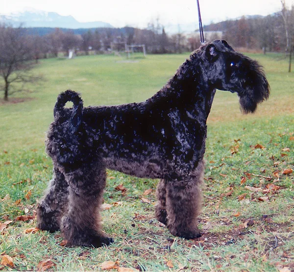 A Kerry Blue Terrier