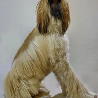 Afghan Hound, picture 2 of 7
