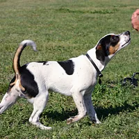 Danish-Swedish Farmdog