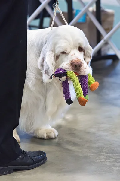 Clumber Spaniel