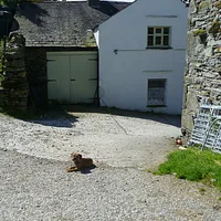 Border Terrier