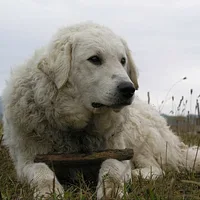 A Kuvasz dog
