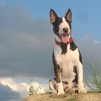 Miniature Bull Terrier, picture 4 of 9