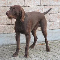Pudelpointer, picture 1 of 6