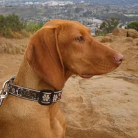 Vizsla, picture 3 of 8