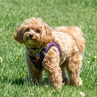 Maltese, picture 6 of 8