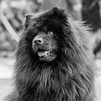 Chow Chow