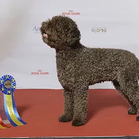 Lagotto Romagnolo, picture 3 of 6