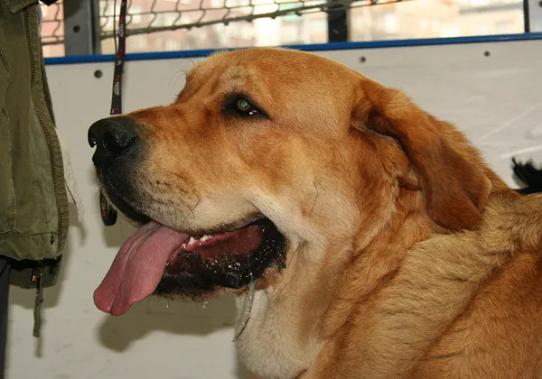 A Spanish Mastiff