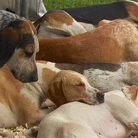English Foxhound