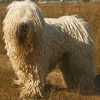 A Komondor dog