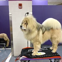 Mastiff