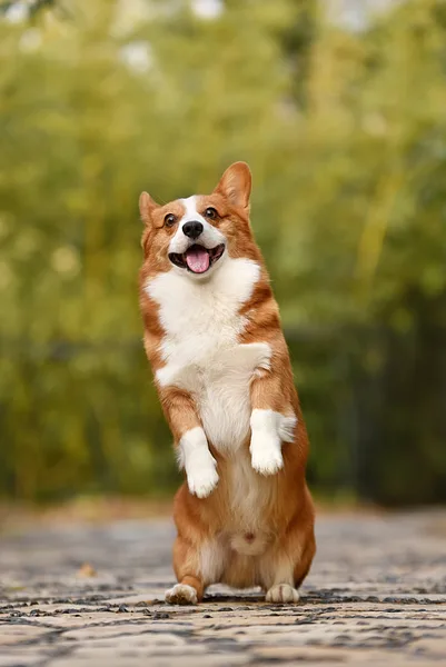 A Pembroke Welsh Corgi