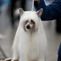 Chinese Crested
