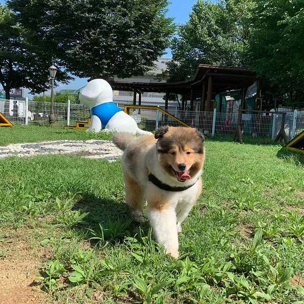 A Shetland Sheepdog