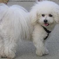 Bichon Frise, picture 2 of 7