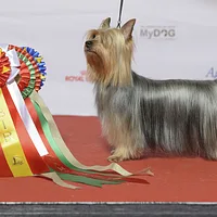 Silky Terrier, picture 5 of 8