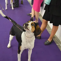 Treeing Walker Coonhound, picture 9 of 10