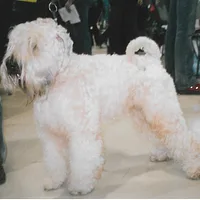 Soft Coated Wheaten Terrier, picture 5 of 8