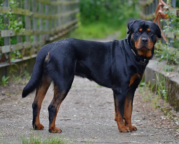 A Rottweiler