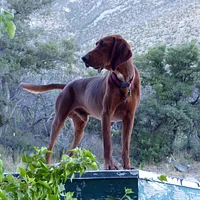 Redbone Coonhound, picture 5 of 10