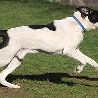 Pointer, picture 4 of 8
