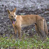 Carolina Dog, picture 1 of 6