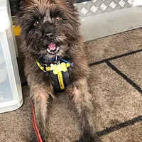 Cairn Terrier