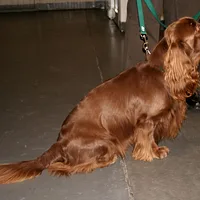 Sussex Spaniel, picture 4 of 5