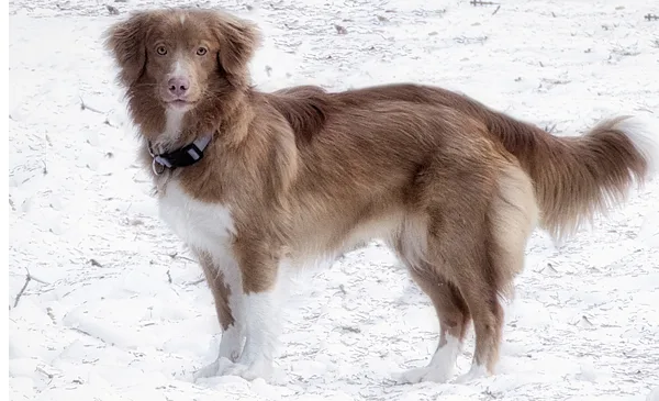 A Nova Scotia Duck Tolling Retriever
