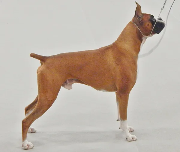 Boxer