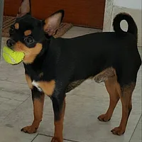 Chihuahua, picture 5 of 10