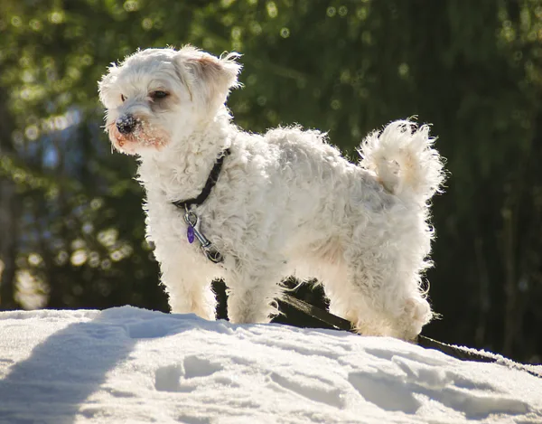 A Havanese