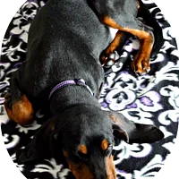 Black and Tan Coonhound, picture 7 of 7