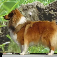 Shetland Sheepdog, picture 5 of 10